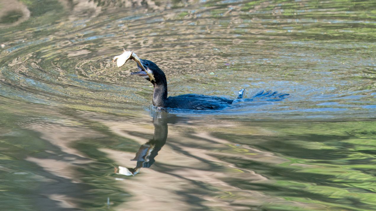 Kleinscharbe, Little Cormorant, Microcarbo niger. Frisst Bullfrog. Die Kleinscharbe, früher als Mohrenscharbe bezeichnet, ist ein Vogel aus der Familie der Kormorane. Sie ist eine der kleinsten Kormoranarten und ist weiträumig im südasiatischen Raum verbreitet. Die IUCN führt die Kleinscharbe zur Zeit als ungefährdet